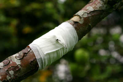 tree branch bandage