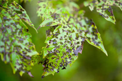 diseased leaves of a green tree