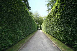 beautiful trimmed hedges