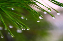 water droplets falling from tree needles